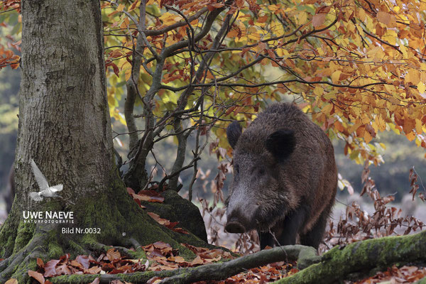 Wildschweinbache,Wild Boar sow,Sus scrofa 0032