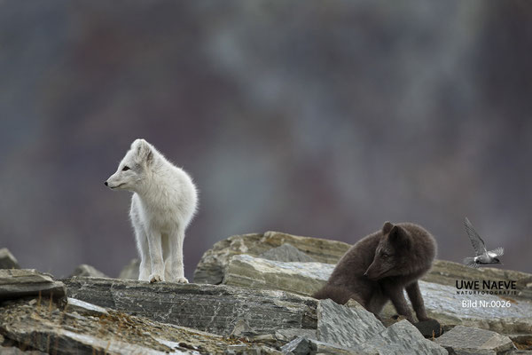 Polarfuchs,Eisfuchs,Arctic Foxes,Alopex lagopus,Vulpex lagopus 0026