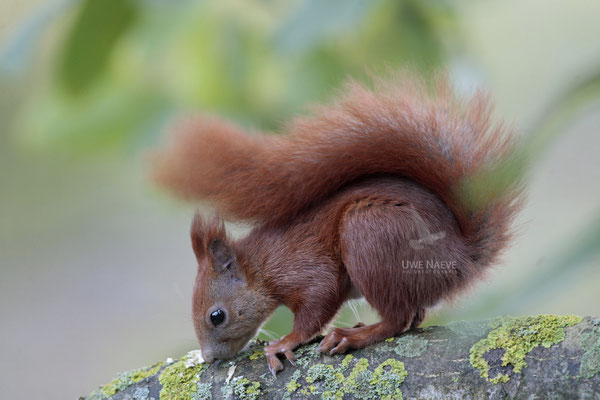 Eichhoernchen,Sciurus vulgaris,Red Squirrel 0003
