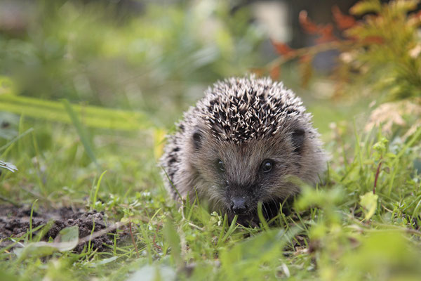 Europaeischer Igel,European Hedgehog,Erinaceus europeas 0015