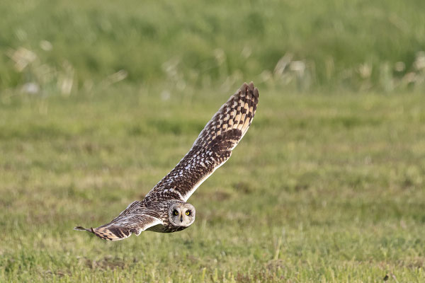 Sumpfohreule,Asio flammeus,Short eared Owl 0025