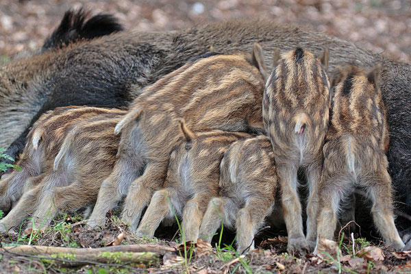 Wildschwein,Wild Boar,Sus scrofa 0024