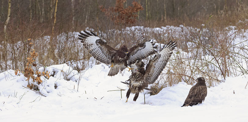 Mäusebussard,Buteo buteo,Common Buzzard 0275