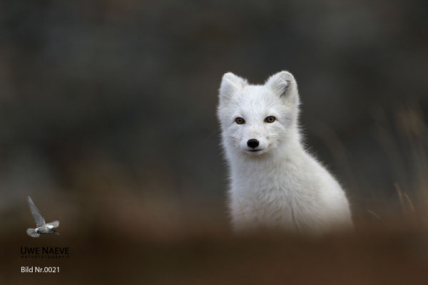 Polarfuchs,Eisfuchs,Arctic Foxes,Alopex lagopus,Vulpex lagopus 0021