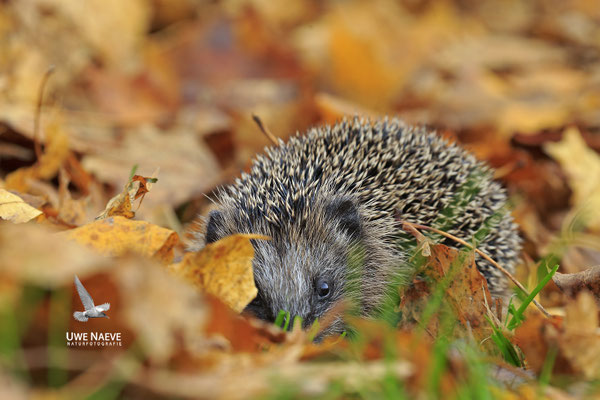 Europaeischer Igel,European Hedgehog,Erinaceus europeas 0023