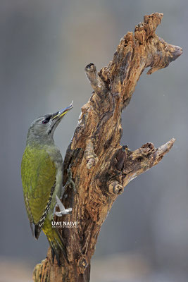 Grauspecht Weibchen,Picus canus,Gray-headed Woodpecker,female 0001