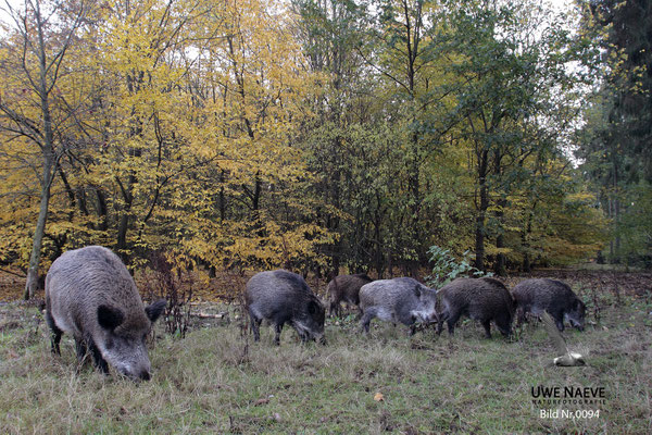 Wildschweinbache,Überläufer,Wild Boar sow and older piglet,Sus scrofa 0094