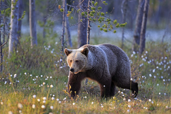 Braunbaer Ursus arctos brown bear 0007