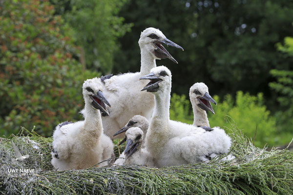 Weissstorch,White Stork,Ciconia ciconia 0122