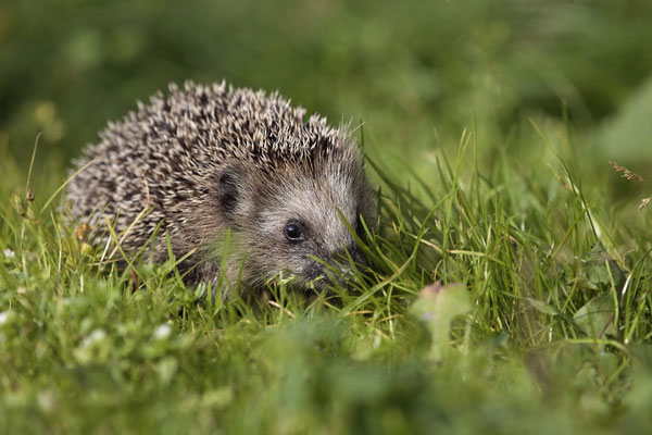 Europaeischer Igel,European Hedgehog,Erinaceus europeas 0019