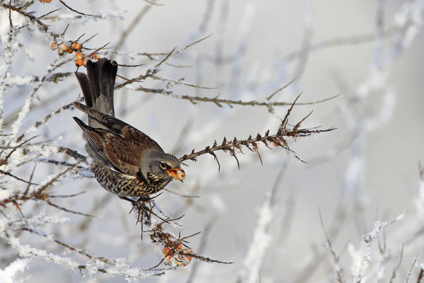 Wacholderdrossel,Turdus pilaris,Fieldfare 0035