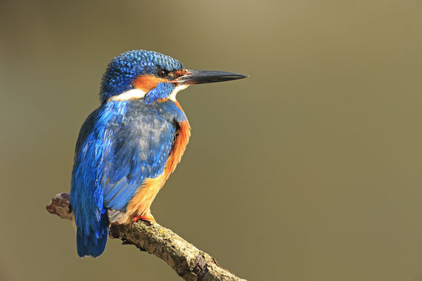 Eisvogel,Alcedo atthis,River King fisher 0056