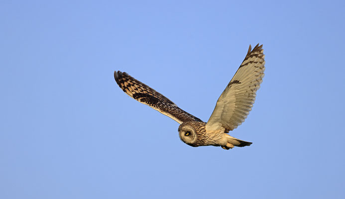 Sumpfohreule,Asio flammeus,Short eared Owl 0047