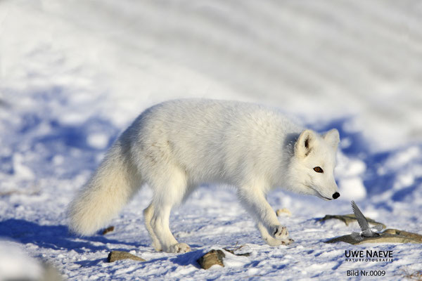 Polarfuchs,Eisfuchs,Arctic Foxes,Alopex lagopus,Vulpex lagopus 0009