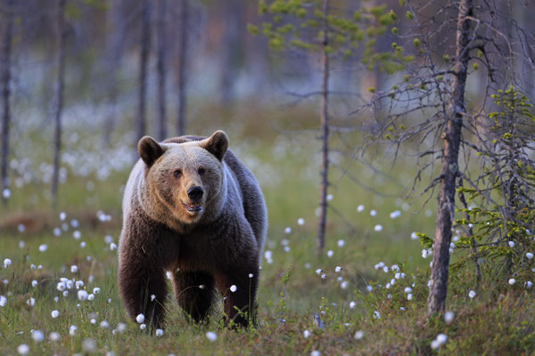Braunbaer Ursus arctos brown bear 0049