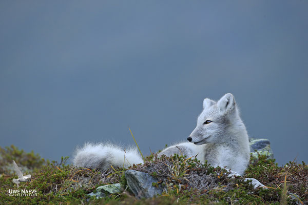 Polarfuchs,Eisfuchs,Arctic Foxes,Alopex lagopus,Vulpex lagopus 0082