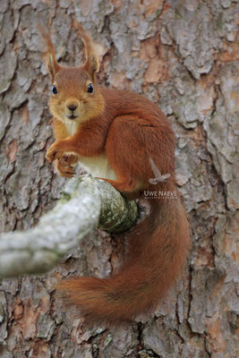 Eichhoernchen,Sciurus vulgaris,Red Squirrel 0022