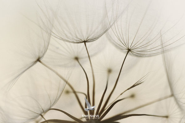 Fruchtstand des Wiesenbocksbarts Tragopogon pratensis 0007