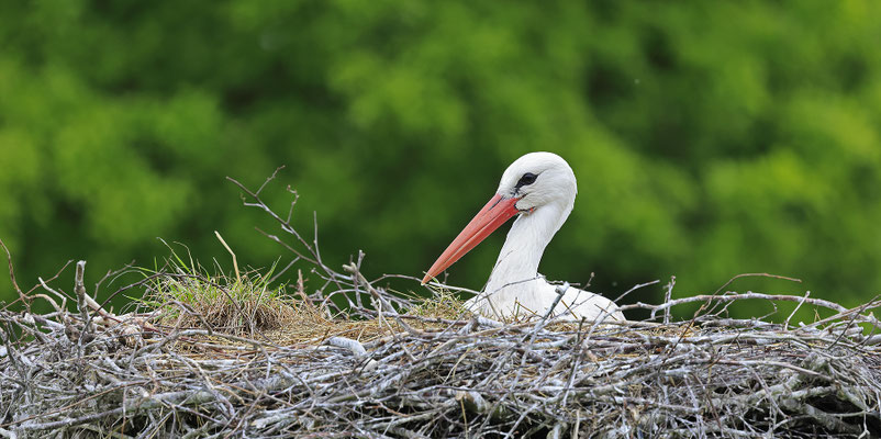 Weissstorch,Weisstorch,White Stork,Ciconia ciconia 0169