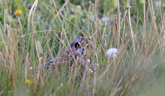Sumpfohreule,Asio flammeus,Short eared Owl 0023