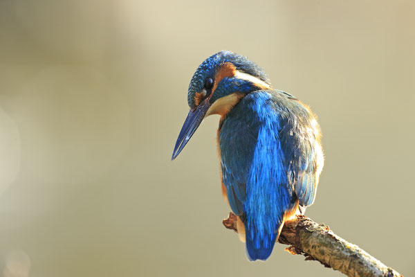 Eisvogel,Alcedo atthis,River King fisher 0047