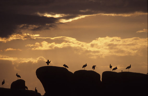 Weissstorch,White Stork,Ciconia ciconia 0034