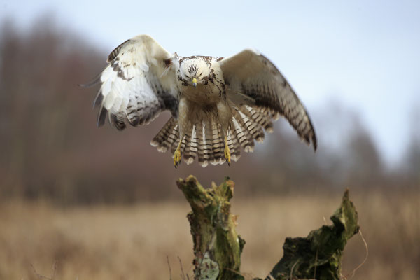 Mäusebussard,Buteo buteo,Common Buzzard 0150