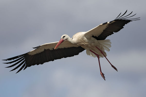 Weissstorch,White Stork,Ciconia ciconia 0021