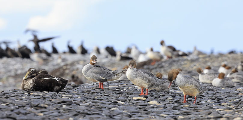 Gaensesaeger , Cammon Merganser , Mergus merganser 0009