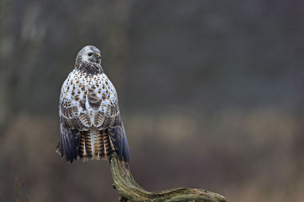 Mäusebussard,Buteo buteo,Common Buzzard 0093