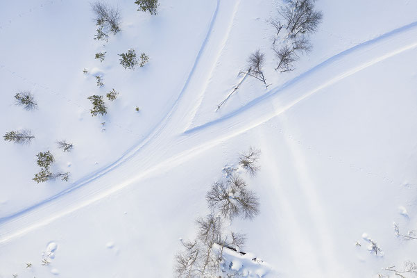 Bäume im Schnee 0116