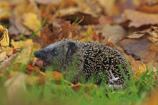 Europaeischer Igel,European Hedgehog,Erinaceus europeas 0035