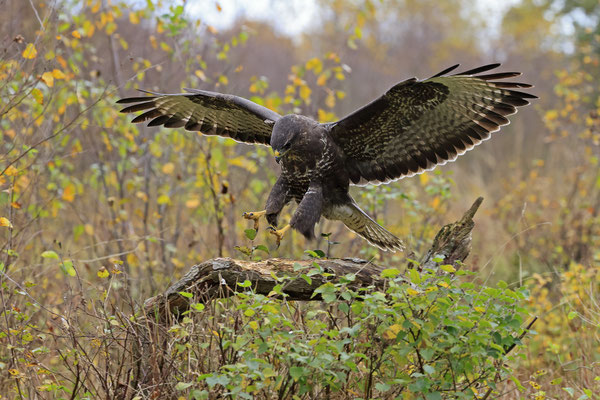 Mäusebussard,Buteo buteo,Common Buzzard 0232