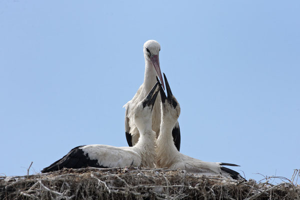 Weissstoerche,White Stork,Ciconia ciconia 0052