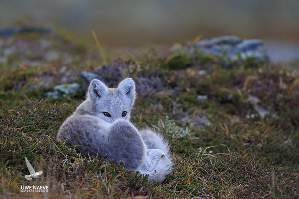 Polarfuchs,Eisfuchs,Arctic Foxes,Alopex lagopus,Vulpex lagopus 0070