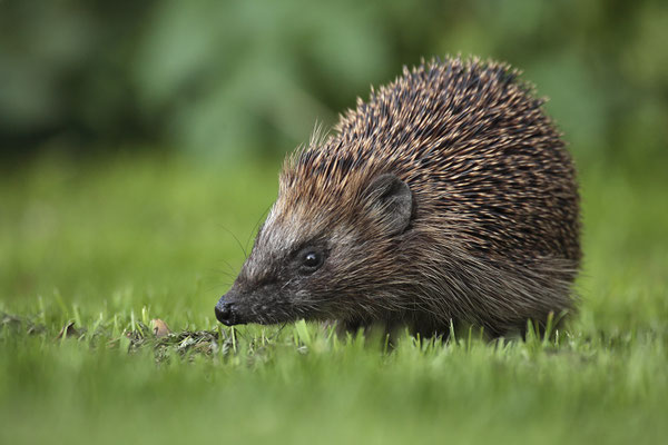 Europaeischer Igel,European Hedgehog,Erinaceus europeas 0001