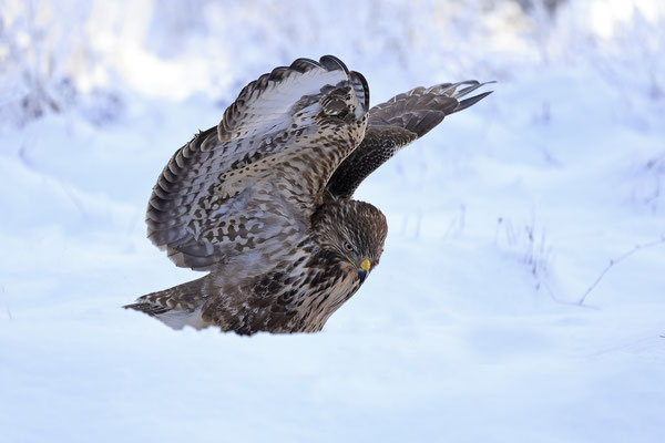 Mäusebussard,Buteo buteo,Common Buzzard 0249
