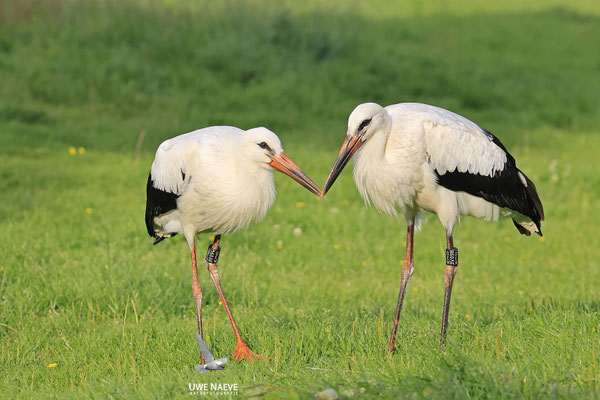 Weissstorch,Weisstorch,White Stork,Ciconia ciconia 0137