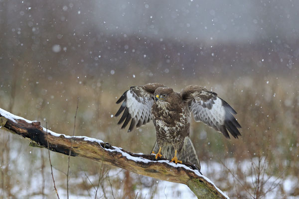 Mäusebussard,Buteo buteo,Common Buzzard 0142