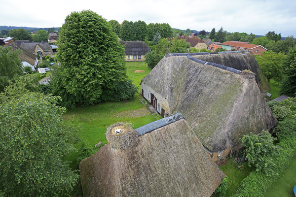 Storchenberingung in Bergenhusen 8705