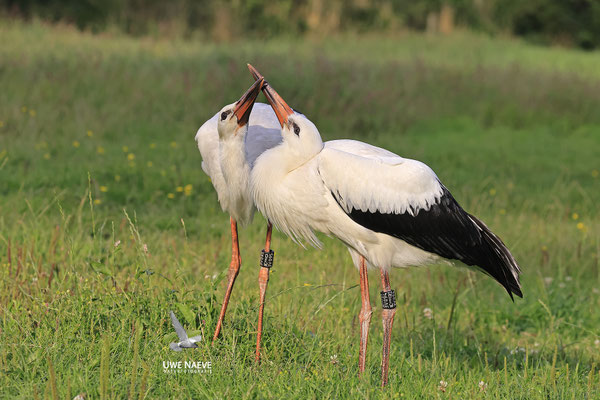 Weissstorch,Weisstorch,White Stork,Ciconia ciconia 0136