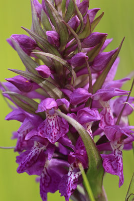 Breitblaettriges Knabenkraut,Dactylorhiza majalis 0006