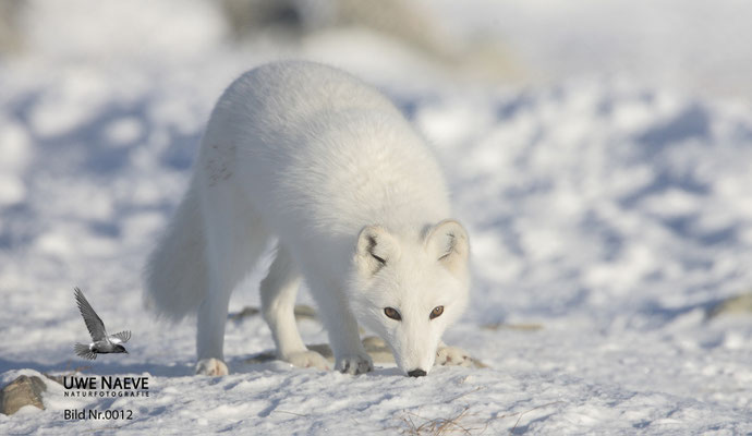 Polarfuchs,Eisfuchs,Arctic Foxes,Alopex lagopus,Vulpex lagopus 0012