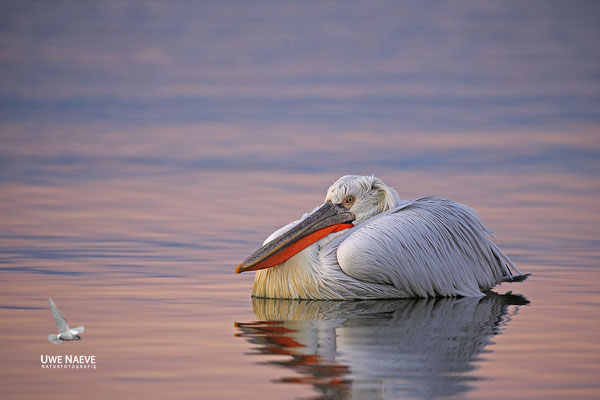 Krauskopfpelikan,Dalmatien pelican,pelecanus crispus 0059