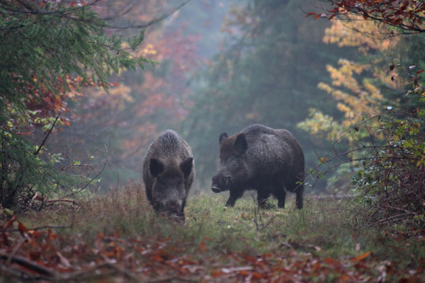 Wildschwein,Wild Boar,Sus scrofa 0068