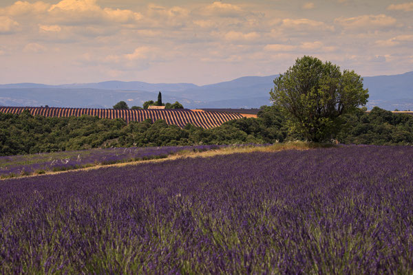 Lavendel,Lavender,Lavendula angustifolia 0055