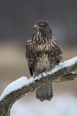 Mäusebussard,Buteo buteo,Common Buzzard 0048