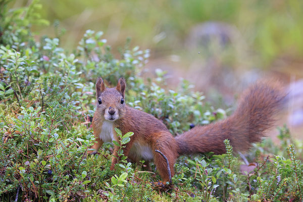 Eichhoernchen,Sciurus vulgaris,Red Squirrel 0042