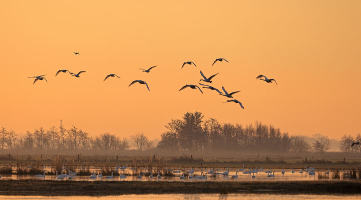 Singschwan,Whooper Swan,Cygnus cygnus 0055