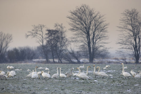 Singschwan,Whooper Swan,Cygnus cygnus 0046